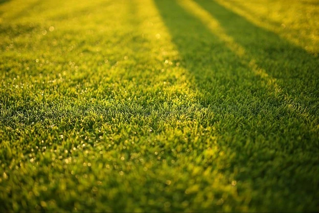 Close-up view of a healthy, well-maintained green lawn in the sunlight, showing the results of professional Lawn Care Services by Hawkins Landscaping.