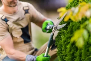 Gardener performing end of summer pruning on shrubs for a healthy garden by Hawkins Landscaping