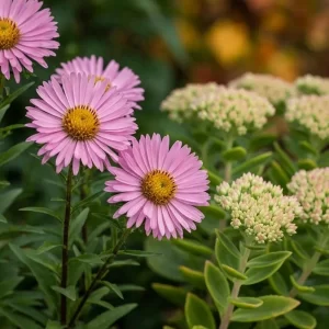 Bright pink asters and budding sedum add vibrant color and texture to autumn flower beds, creating a lively seasonal display.