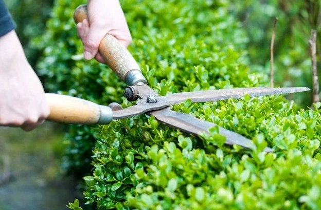 A person using manual hedge shears to perform shrub trimming on a neatly maintained green bush in a garden, by Hawkins Landscaping.