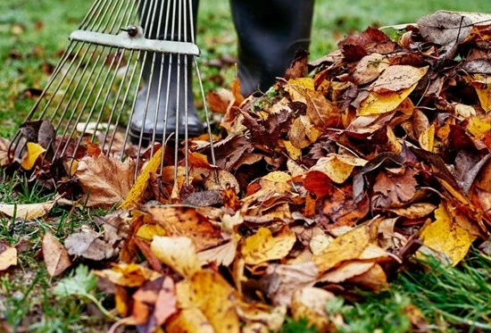 A person using a rake to gather colorful fallen leaves on a lawn during autumn, representing professional fall cleanup services by Hawkins Landscaping.