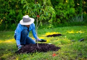 Professional tree installation by Hawkins Landscaping, showing a landscaper carefully planting a young tree in a sunny green yard during fall.