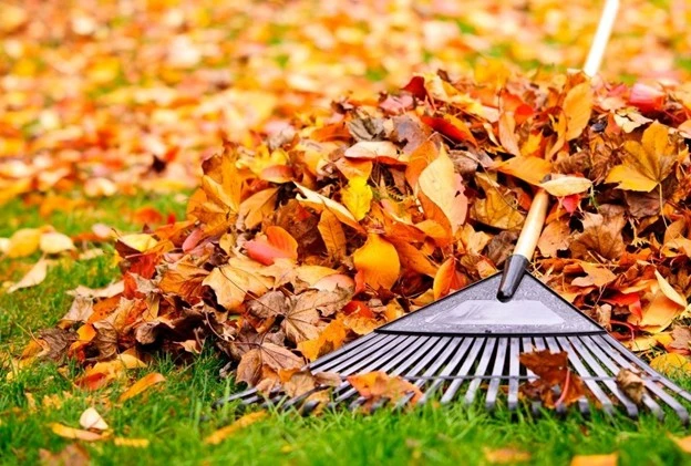 Fall cleanup services by Hawkins Landscaping showing a rake and colorful autumn leaves on a green lawn.