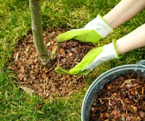Landscaping design by Hawkins Landscaping showing fresh mulch being applied around a young tree to improve curb appeal and support healthy plant growth.
